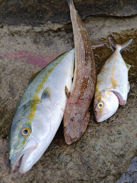 狙いの魚が今年初
