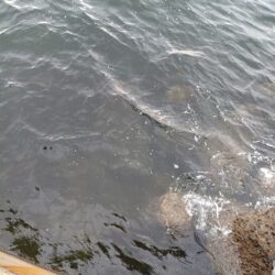 今朝は全体に渋かった