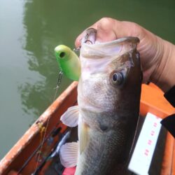 巻きと打ちで4匹