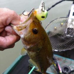 巻きと打ちで6匹