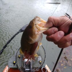 太いバス釣れました。