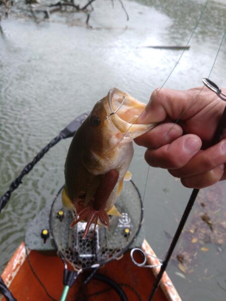 太いバス釣れました。
