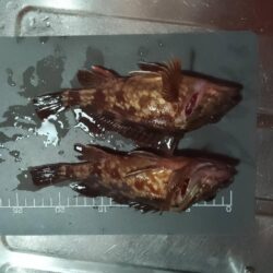 ガシラ穴釣り