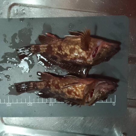 ガシラ穴釣り