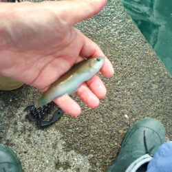 キスいない…カワハギ釣り