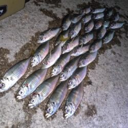 近所で豆アジング