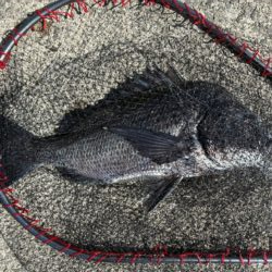 イチノ兄弟、釣果!