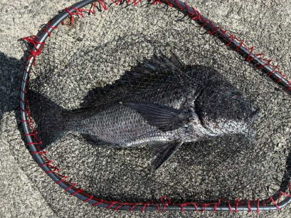 イチノ兄弟、釣果!