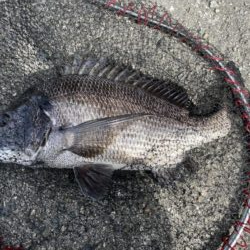 イチノ兄弟、釣果！