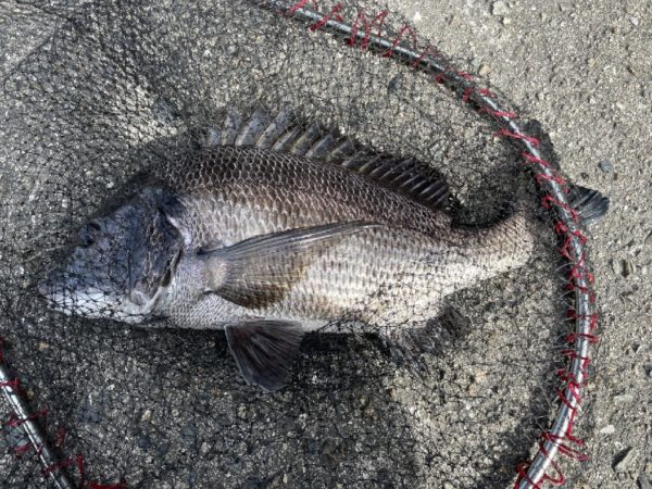 イチノ兄弟、釣果！