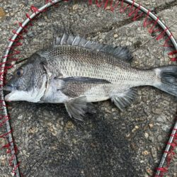 イチノ兄弟、釣果!