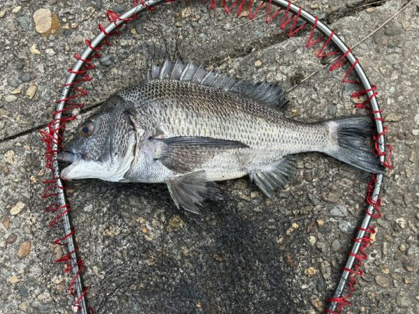 イチノ兄弟、釣果!