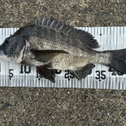 イチノ兄弟、釣果!