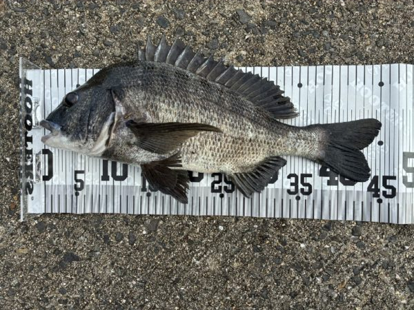 イチノ兄弟、釣果!