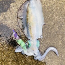 雨の中サイズアップ