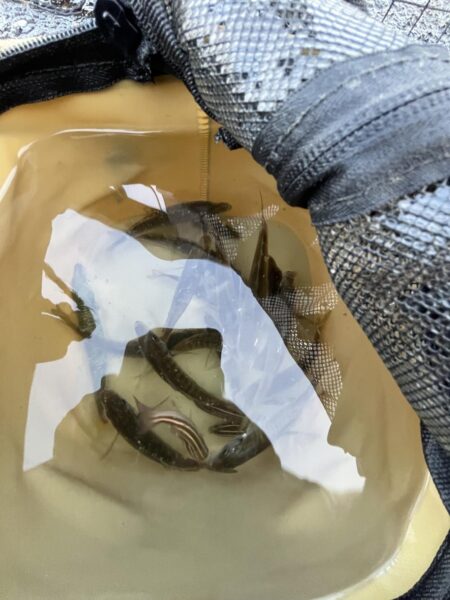 育ちすぎな？新子？