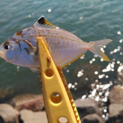 イカ不調で五目釣り