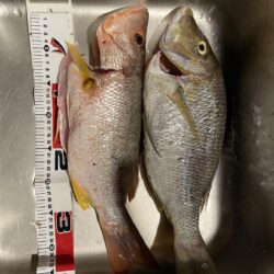若干の荒れ夜釣り