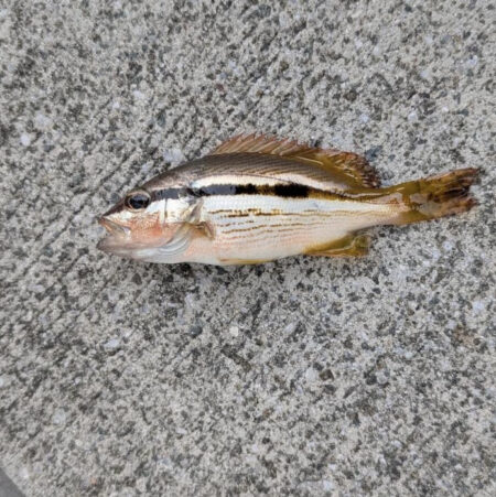 エビ撒きで五目釣り