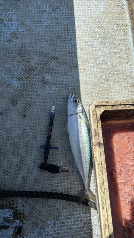 カセ釣り