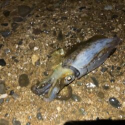 雨にも負けず、風にも負けずに
