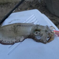エギング 🦑調査