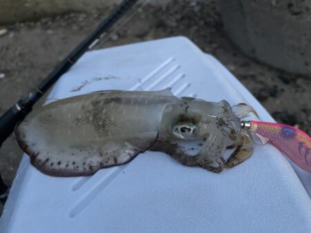 エギング 🦑調査