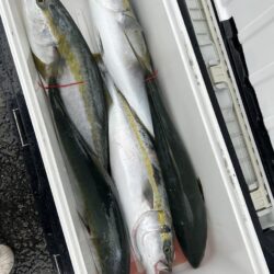 加太の青物はよくひきます。