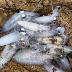 エギング、根魚