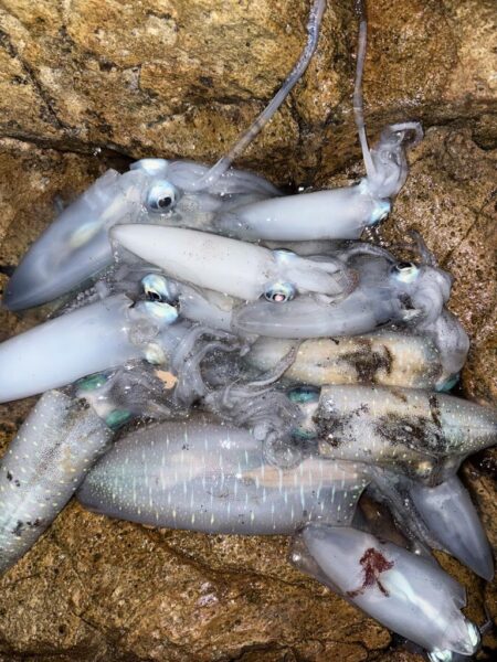 エギング、根魚