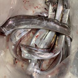太刀魚釣り