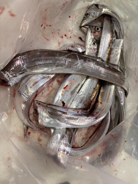 太刀魚釣り