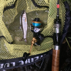 お手軽渓流ウグイング(北茨城市)