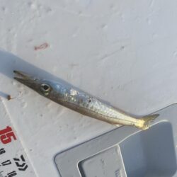 シロギスタ:久々の沖堤防