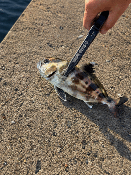 他魚種多様
