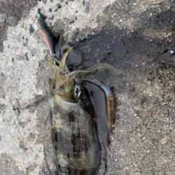 鳥を取って、魚を釣って行くｩ3nd