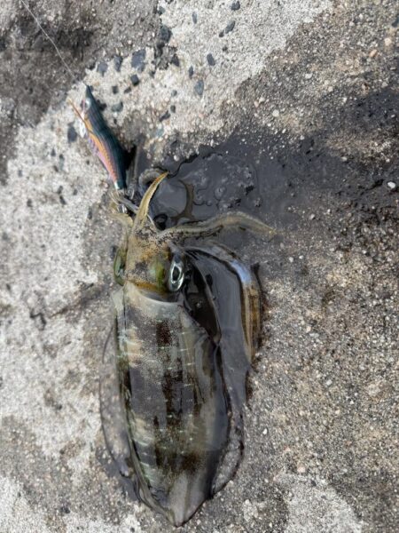 鳥を取って、魚を釣って行くｩ3nd