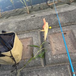 ゴカイでハゼ釣り