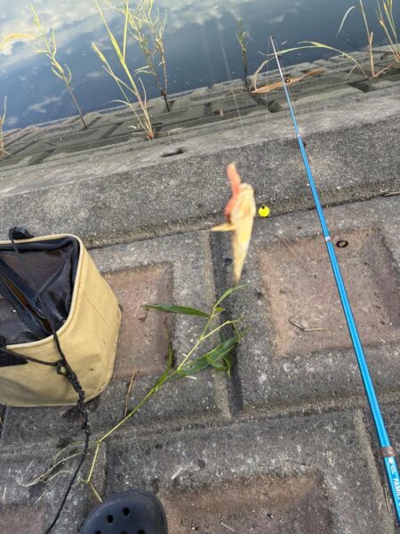 ゴカイでハゼ釣り