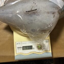 ジィ〜ジィ〜きたー