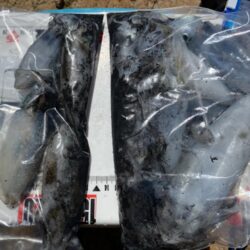 シロギスタ:エギング2戦目は離島の地磯にて