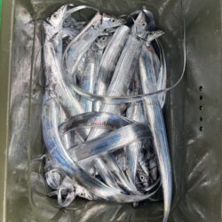 明石沖タチウオジギング