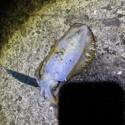 タチウオ釣り場でエギング