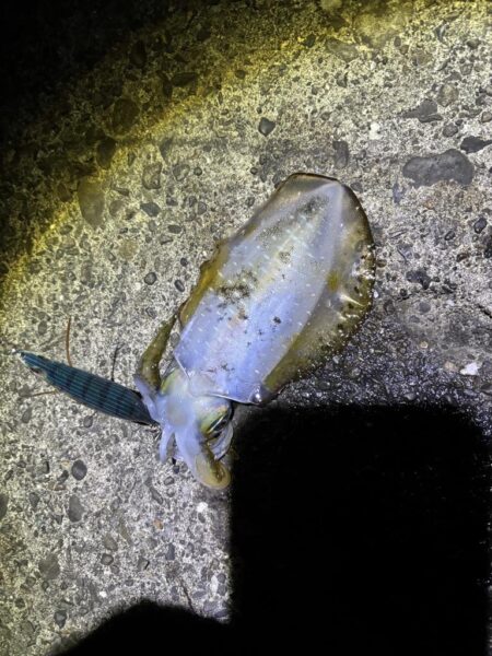 タチウオ釣り場でエギング