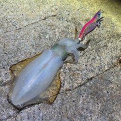 明石でアタリが全く無く激渋からの干潮前に４…