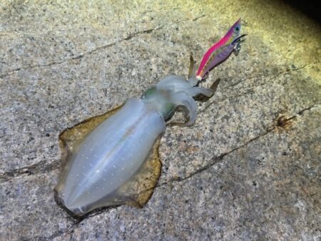 明石でアタリが全く無く激渋からの干潮前に４…