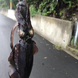 数が伸びずで