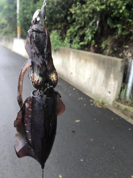 数が伸びずで