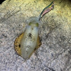 明石でアタリが全く無く激渋からの干潮前に４連発！