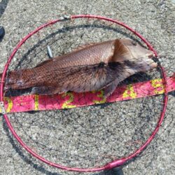 コブダイ釣り